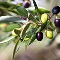 Tuscan Olive Leaf Fragrance Oil