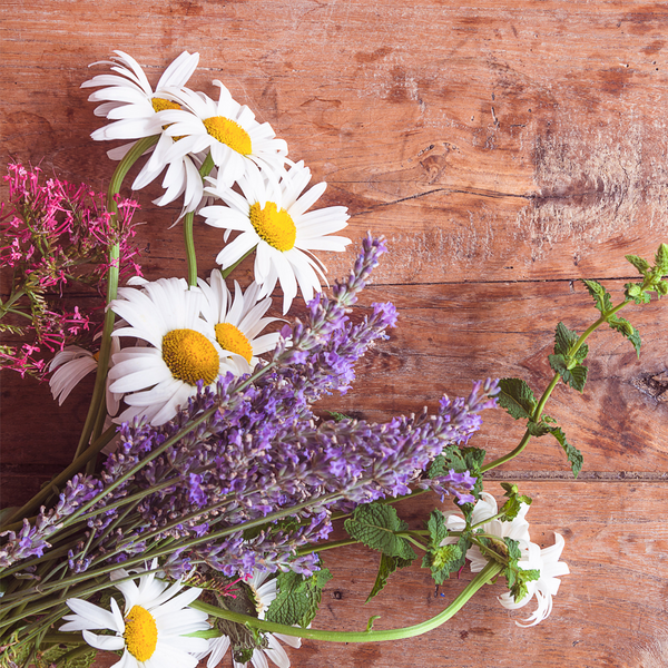 can i plant lavender and chamomile together Chamomile & Lavender - EO & FO Blend 584