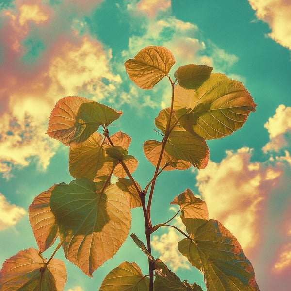 Citrine Aura Fragrance Oil 351