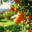 Citrus Blend - 100% Upcycled Fragrance Oil 291