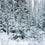 Frozen White Birch Fragrance Oil 802