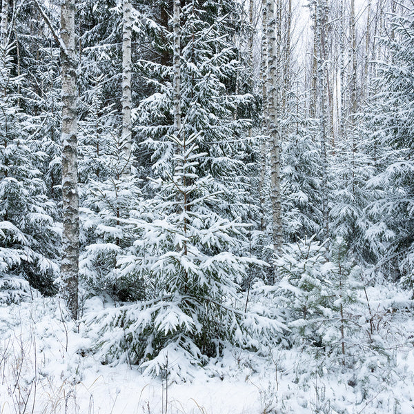 Frozen White Birch Fragrance Oil 802