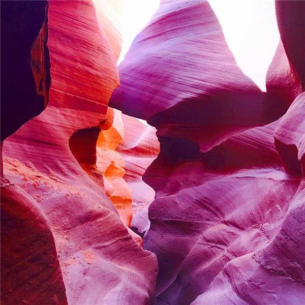 Fuchsia Petals & Pink Pepper Fragrance Oil 884