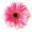 Pink flower with a white center on a black background