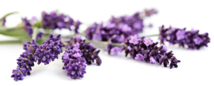 Lavender Vanilla Flavor Oil 15497