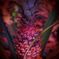 Pink Pineapple Vanilla Fragrance Oil 1109
