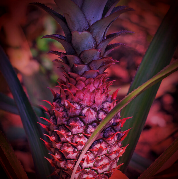 Pink Pineapple Vanilla Fragrance Oil 1109