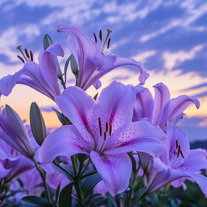 Ultraviolet Blooms Fragrance Oil 370