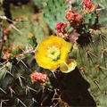 Desert Ghost Flower Fragrance Oil 775