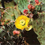 Desert Ghost Flower Fragrance Oil 775