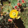 Desert Ghost Flower Fragrance Oil 775