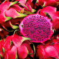 Viva Magenta Fragrance Oil 1093