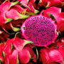 Viva Magenta Fragrance Oil 1093 - Zoom Thumbnail Media 1