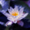 Water Lotus & Jasmine Fragrance Oil 1286