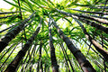 Bamboo Sugar Cane Fragrance Oil 14986