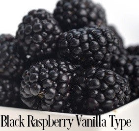 Black Raspberry Vanilla* Fragrance Oil 19832 - Just Scent - Fragrance ...