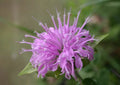 Calabrian Bergamot & Violet Fragrance Oil 15139