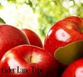 Cider Lane* Fragrance Oil 19924