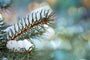 Cinnamon & Spruce Fragrance Oil 15227 - Zoom Thumbnail Media 1