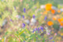 Clementine Lavender Fragrance Oil 15239