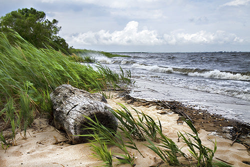 Driftwood & Sea Salt Fragrance Oil 15404