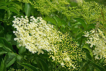Elderflower & Moss Fragrance Oil 15408