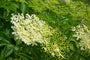 Elderflower & Moss Fragrance Oil 15408