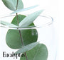 Eucalyptus Fragrance Oil 15453
