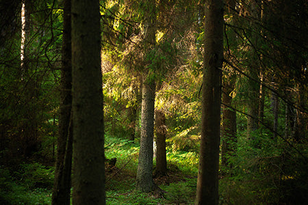 Evergreen Oasis Fragrance Oil 15457