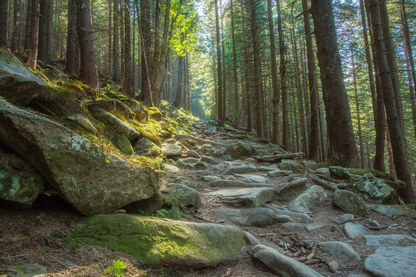 Forest Thyme Fragrance Oil 15520