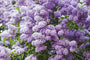 Fresh Lilac (KY) Fragrance Oil 15544