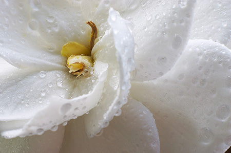 Gardenia (KY) Fragrance Oil 15572