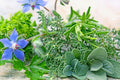 Green Goddess Fragrance Oil 15614