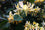Heavenly Honeysuckle Fragrance Oil 14952