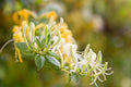 Honeysuckle Fragrance Oil 15660