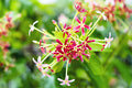 Honeysuckle & White Patchouli Fragrance Oil 16462