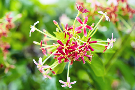 Honeysuckle & White Patchouli Fragrance Oil 16462 - Zoom Media 1