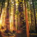Redwood Vanilla Fragrance Oil