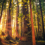 Redwood Vanilla Fragrance Oil