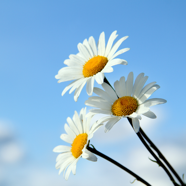 Hello Daisy Fragrance Oil - Zoom Media 1
