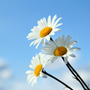 Hello Daisy Fragrance Oil - Zoom Thumbnail Media 1