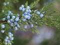 Juniper Berry & Cedar Fragrance Oil 15698