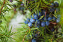 Juniper Breeze Fragrance Oil 15696
