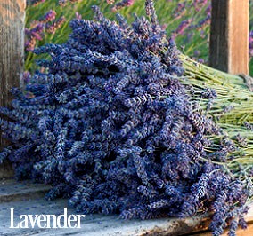Lavender Fragrance Oil 20108 - Zoom Media 1