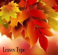 Leaves Fragrance Oil 20114