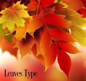 Leaves Fragrance Oil 20114
