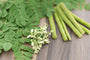 Moringa Fragrance Oil 15846