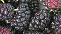 Mulberry Frost Fragrance Oil 15860
