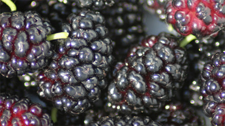 Mulberry Frost Fragrance Oil 15860 - Zoom Media 1