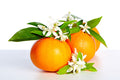 Neroli Fragrance Oil 15868